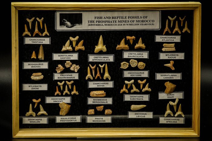 fossil shark & marine dinosaur teeth in wood & glass display box picture frame 
