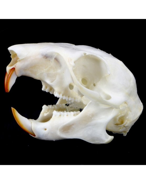 eastern fox squirrel skull