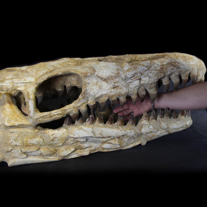 Mosasaur - Craniu - Mosasaurus hoffmannii - 90×36×35 cm