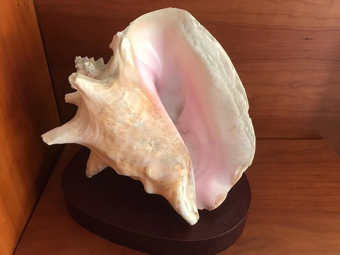 Stor drottning Conch Sea Snail Shell - Lobatus gigas - 17×21×26 cm