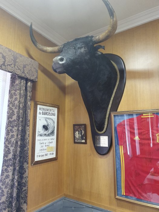 Very best quality Spanish Fighting Bull - head and neck mount on de-luxe shield with data plaque - Bos taurus - 1×1×1 m