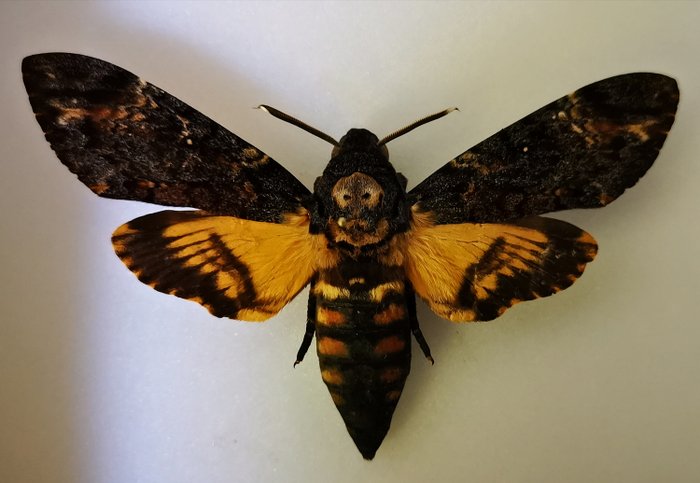 پروانه‌ی کله مُرده (Acherontia atropos) 