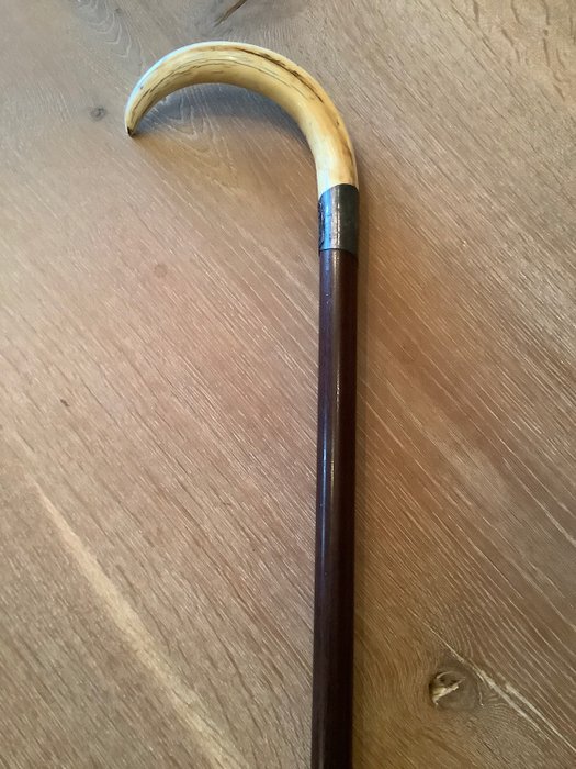 Walking stick - with the tusk of a warthog as a handle