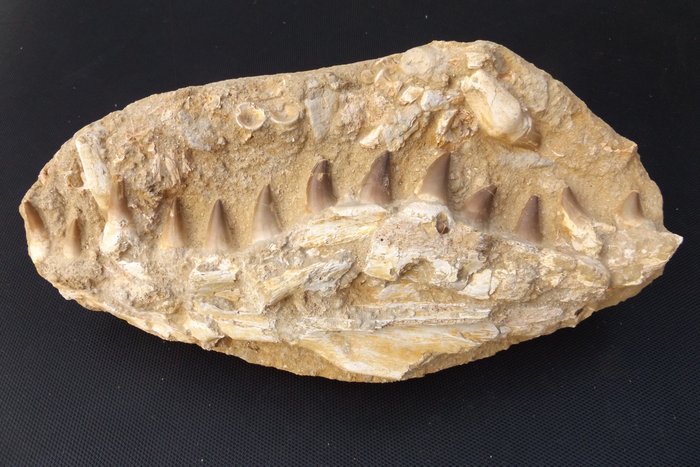 Fosszilis mosasaur állkapocs - Teeth - Mosasaurus beaugei - 43×21.5×10 cm