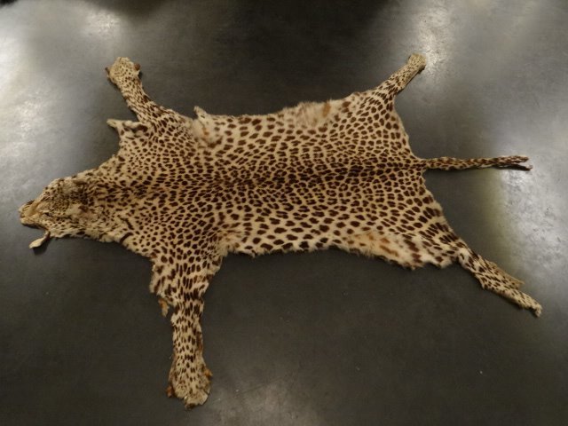 leopard Skinn med huvud - Panthera pardus - with full Article 10 (Commercial Use) - 130×190×2 cm - 1
