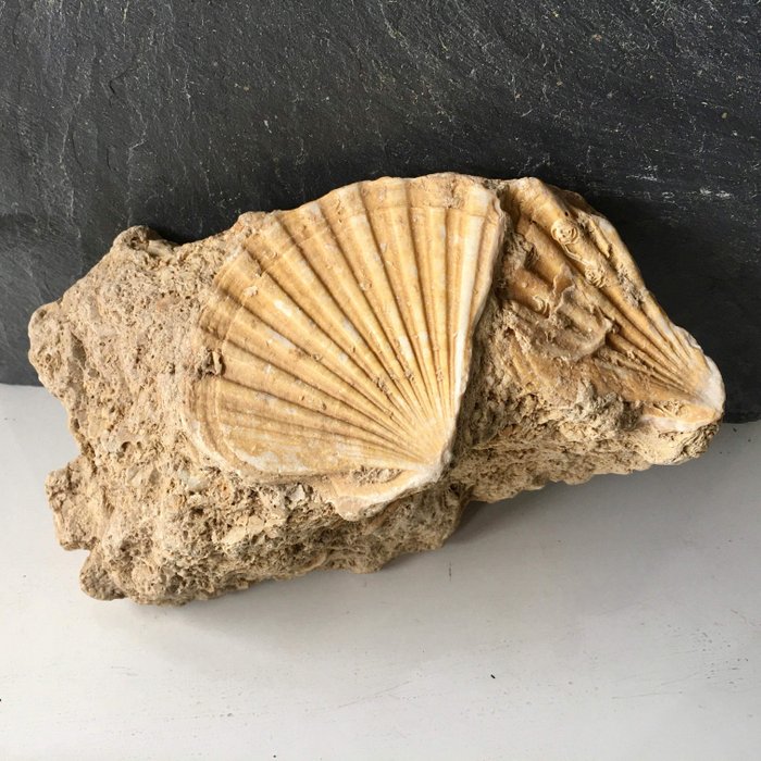 Pecten fóssil - Na matriz - Pecten maximus - 9×13×20 cm