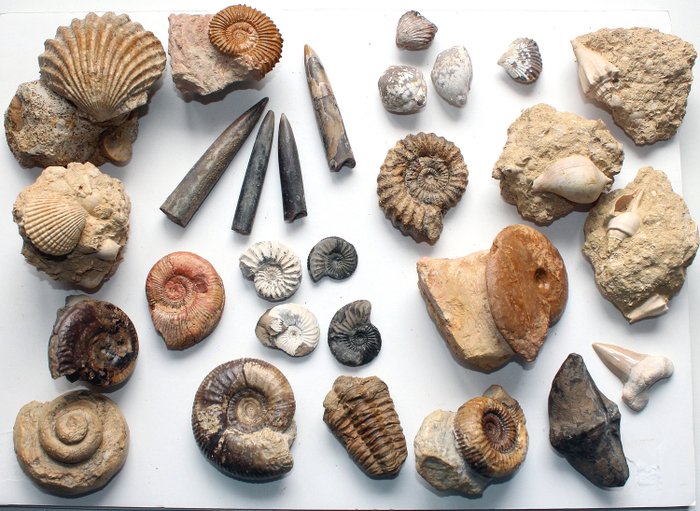 Blandede fossiler - inkluderer ammonier, Nautiloider - various - 40×30×0 cm