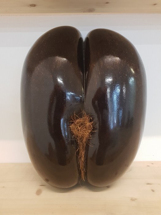 Coco de Mer eller havsnöt hög polish - Lodoicea maldivica - 38×16×30 cm