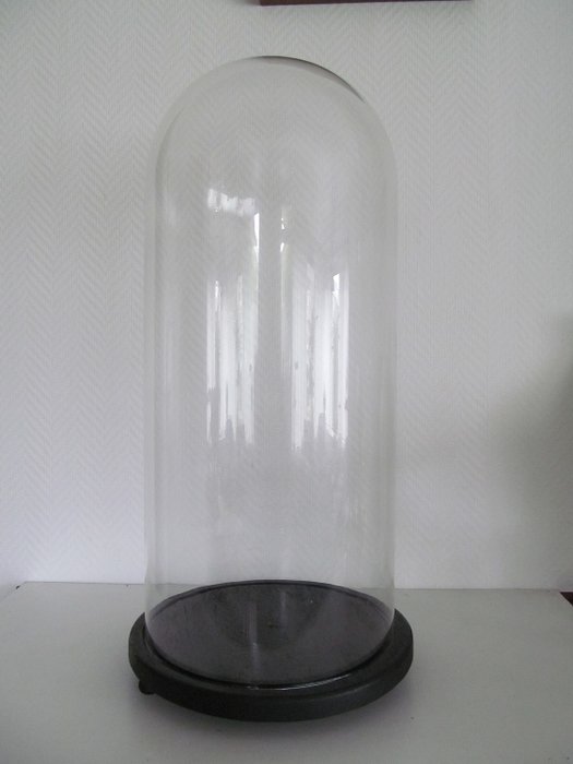 Huge large glass dome on wooden base 50 cm. - Glass and wood