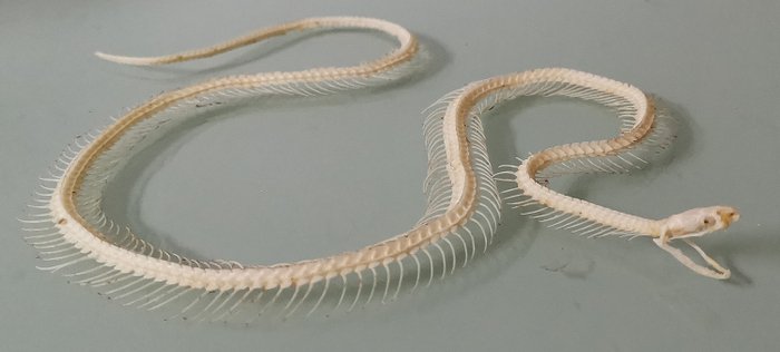普通的青铜蛇 铰接式骨架 - Dendrelaphis pictus  - 0×16×20 cm