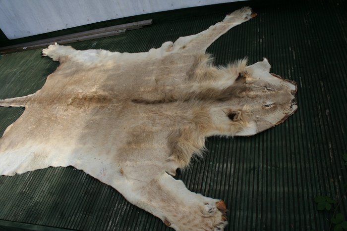 Vintage African Lion Skin sub-adult male - Panthera leo - 1×200×280 cm
