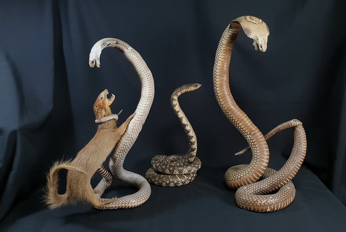 Cobras, eine mit Mongoose - Ex-Sammlung - Ophiophagus hannah, Naja naja, Herpestidae sp. - 55×37×30 cm - 3