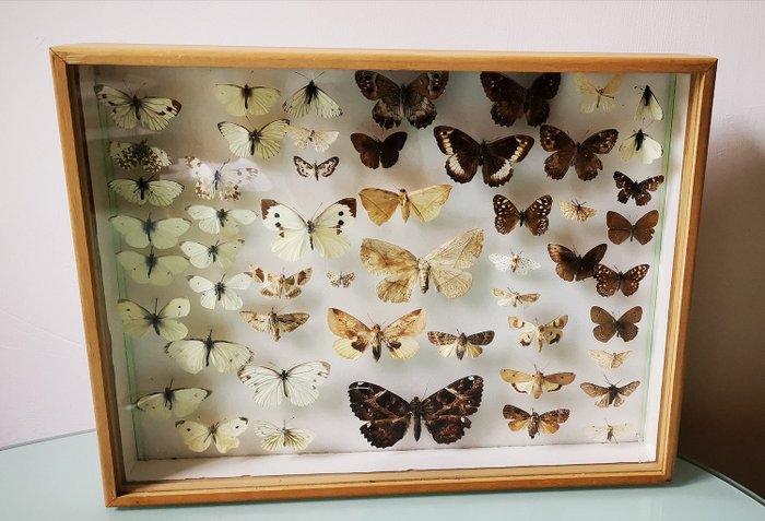 蝴蝶与飞蛾混合收藏 在玻璃展示柜中 - various species - 30×5×40 cm