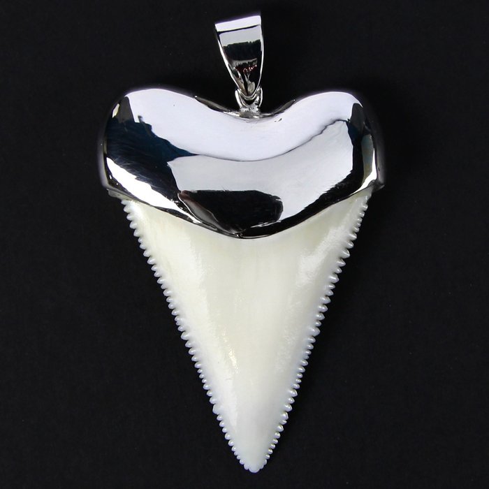 Great White Shark Tooth - perfectly serrated example - mounted in 925 Silver Pendant - Carcharodon carcharias - 47.5×34.5×8.5 mm