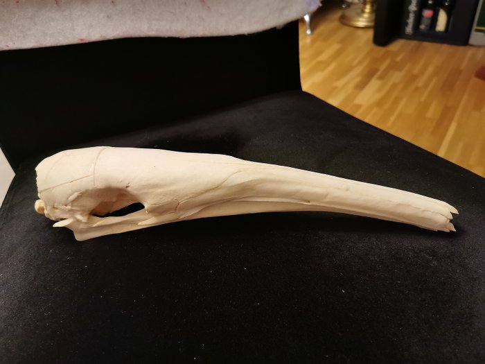 巨型食蟻獸 頭骨 - Myrmecophaga tridactyla - 6×7×34 cm