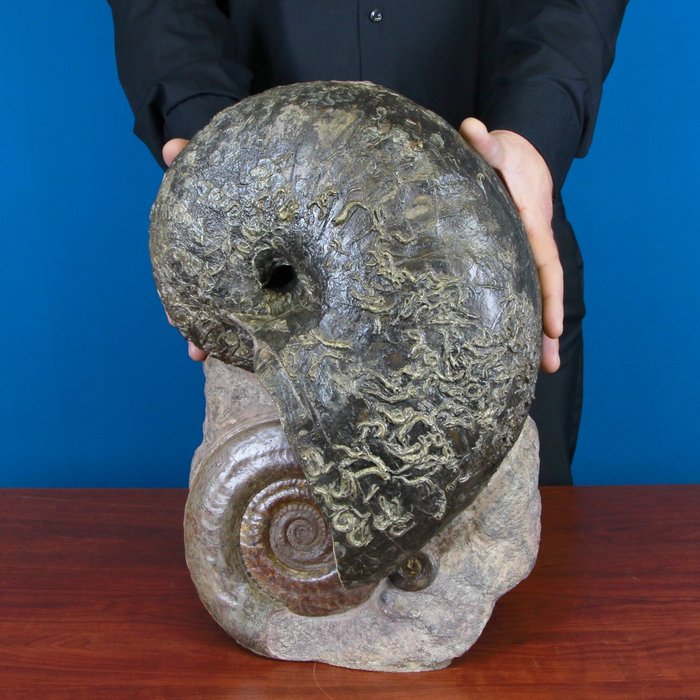 Ammonit & Nautilus – Assoziation auf Matrix - Fossiles Fragment - Nautilus & Hildoceras - 42 cm - 27.5 cm
