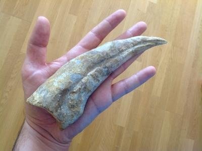 Gheară fosilă rară, uriașă -Spinosaurus Marocannus- 21x5x2cm - 5×2×21 cm