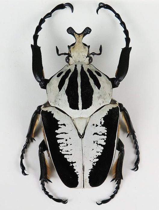 Royal Goliath Beetle - Incorniciato - Goliathus regius - 250×250×45 mm