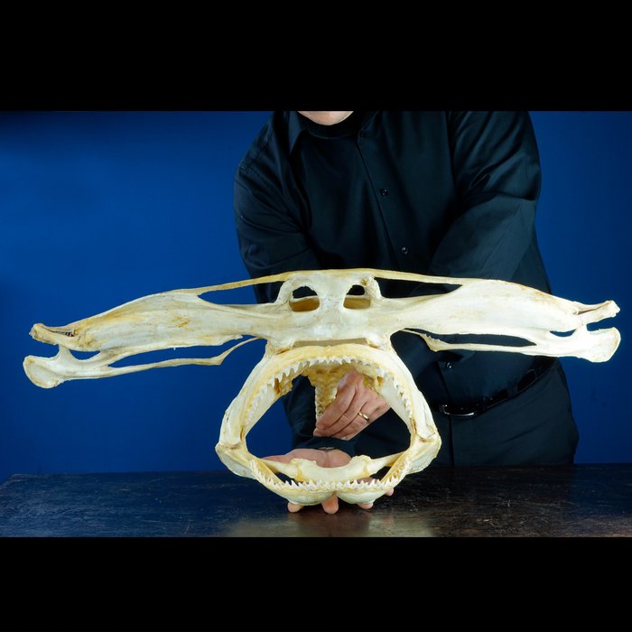 Great Hammerhead Shark Skull on custom base - Sphyrnidae sp. - 820×360×255 mm