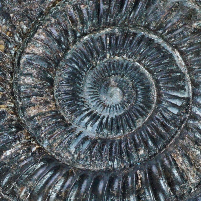 斑彩螺 - 从惠特比 - 北约克郡出发 - Dactylioceras commune - 10 cm