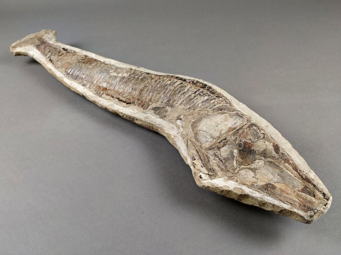 化石鱼-巴西- - 在原始矩阵上 - Vinctifer comptoni - 55×14×5 cm