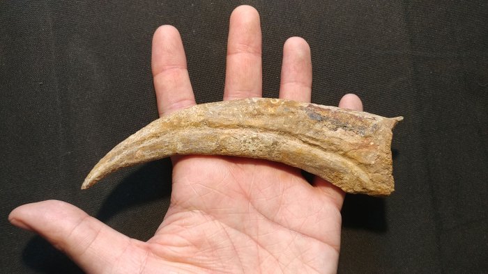 Espinosaurus - Garra - Spinosaurus Aegyptiacus - 4.5×2×16 cm