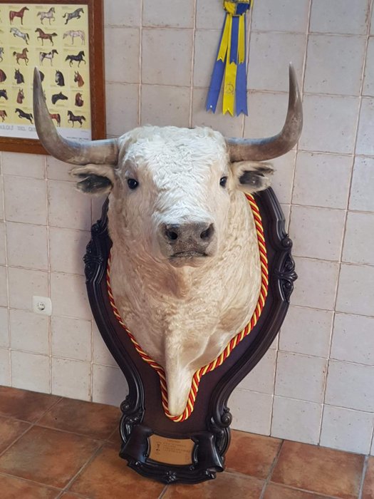 Toro de lidia Albino - "Vidigonero" - testa e collo montati su scudo intagliato, con targa dati - Bos taurus - 135×80×85 cm