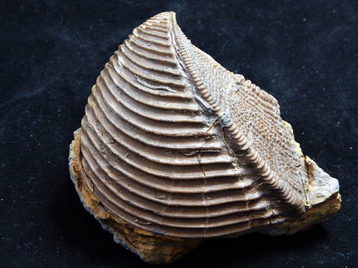 化石双壳类动物 - 壳 - Trigonia costata Ringsheim - 8×6.5×2.5 cm