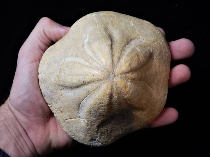 海胆 - 壳 - Clypeaster altus, Miozän, Portugal - 14×11×7 cm