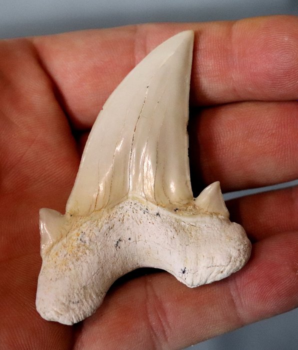 Large Fossil Mackerel Shark Tooth - nice coloring - Otodus obliquus ( 7.2 cm ) - 72×57×49 mm