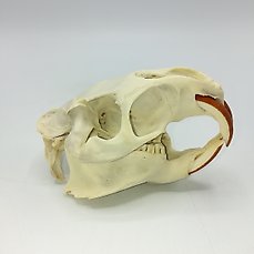 VIEUR Myocastor Coypus Coypu Skull Real Bone Skeleton Biology Taxidermy 