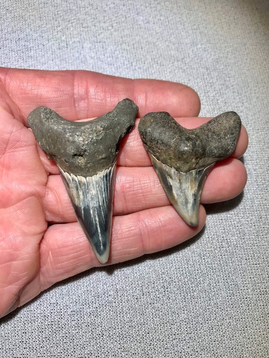 Haai - Tand - 2x Otodus obliquus/aksuaticus from Sheppey, UK. Fossil shark teeth
