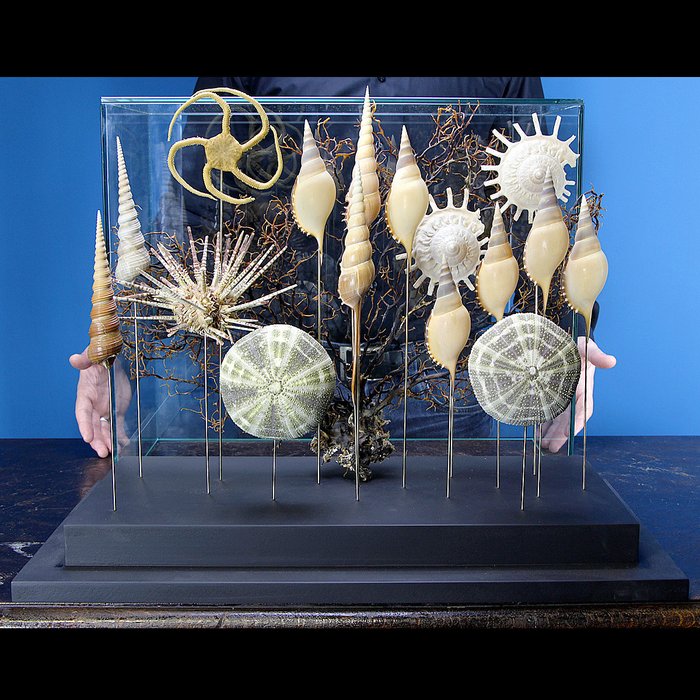 Starfish, sea urchins, collectible shells - Echinoidea sp. - 565×460×290 mm