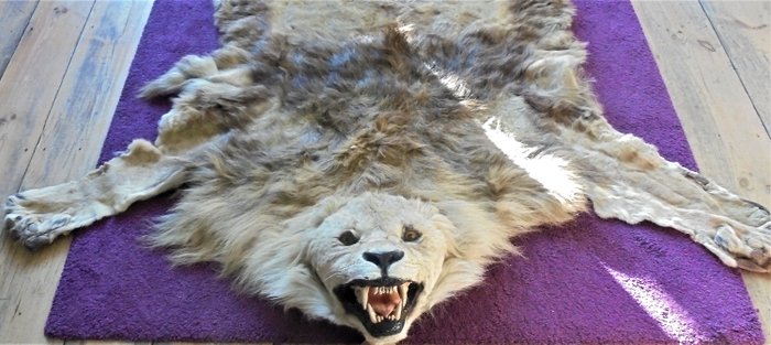 Antyczna skóra lwa afrykańskiego z zamontowaną głowicą - Panthera leo - 30×220×300 cm