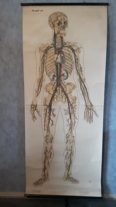 Vascular Anatomy Chart