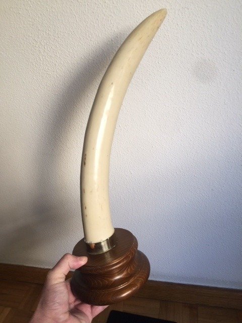 Replica African Elephant Tusk on custom plinth - Loxodonta africana - 44×15×44 cm