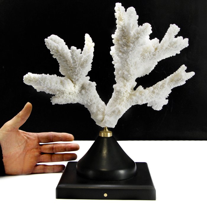 Extra Quality Branch Coral - Korall - Acropora Florida (with Declaration of Legal Origin)