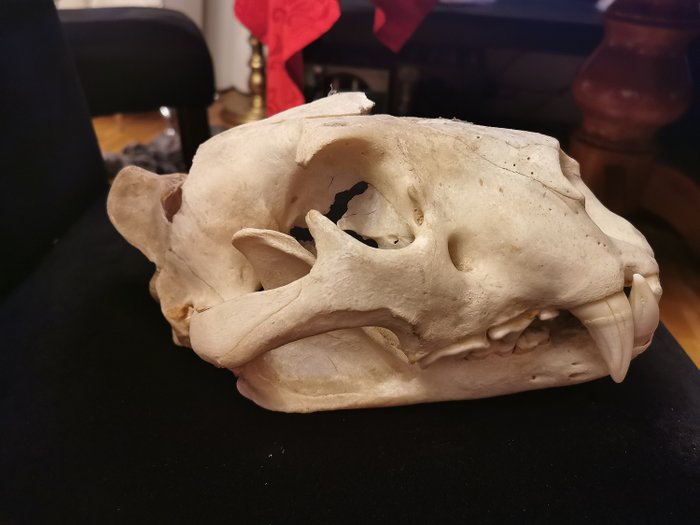 非洲獅 頭骨，有部分傷害 - Panthera leo - 15×16×30 cm