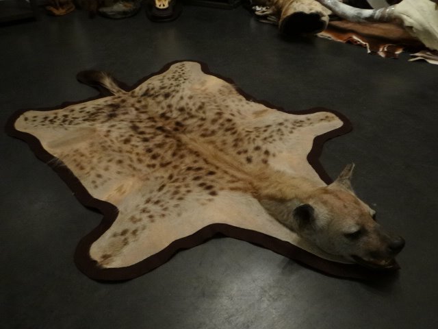 Hyäne Haut - Crocuta crocuta  - 185×125×25 cm - 1
