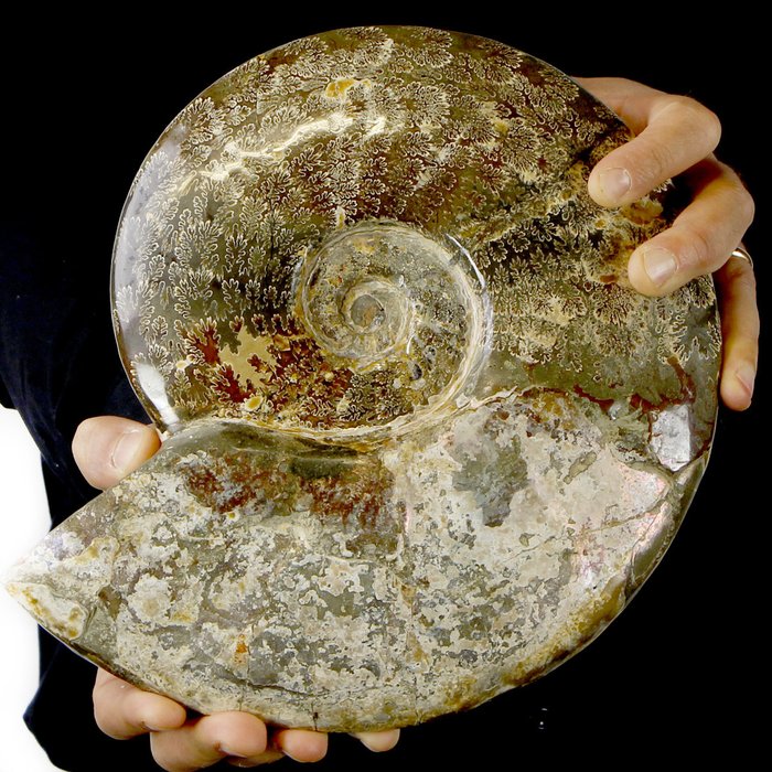 斑彩螺 - 大型个体，有虹彩外壳 - Aioloceras (Cleoniceras) sp. - 29.5 cm