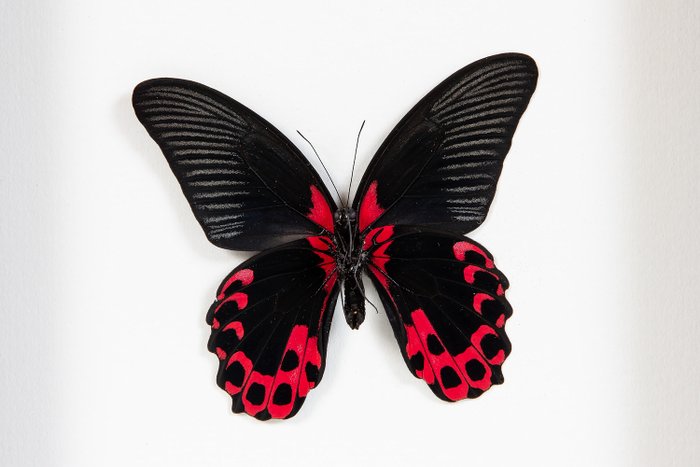 Real Framed Papilio Rumanzovia Female Scarlet Mormon Butterfly 138F