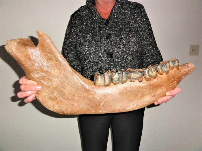 Ullhårig noshörning - Stor Mandible, komplett med tandvård - 53cm - Coelodonta antiquitatis