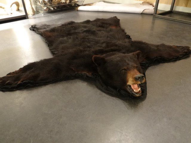 Urs Negru Piele cu Cap - Ursus americanus - 190×170×20 cm - 1