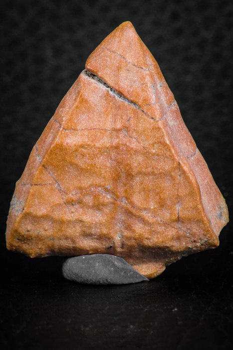 Devonian Calceola sandalina slipper coral fossil from Morocco 2 per bid 
