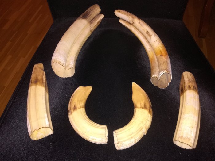 Nilpferd Tusks and Teeth set - Hippopotamus amphibius  - 8×8×24 cm - 6