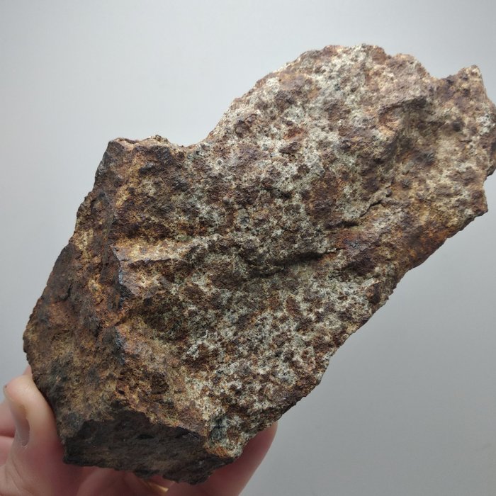 NWA L6。 XL。 球粒隕石 - 577 g