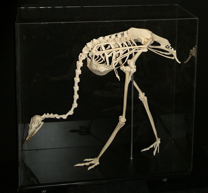 Fabulous, articulated Greater Rhea Skeleton full-size, mounted in ...