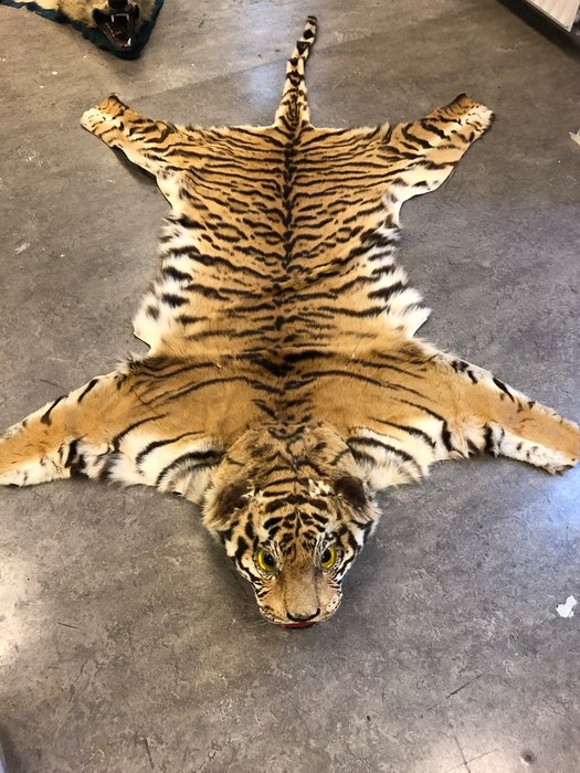 Antique Bengal Tiger Skin with head - Panthera tigris - ex-collection, UK - 35×210×260 cm