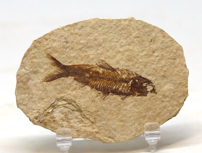 Fossil - fisk - Knightia alta - 9×6.6×0.5 cm