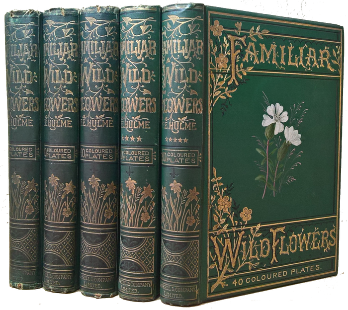 Victorian wildflower print ~ Anemone antique original illustration by F c 1890 from dis-bound book Familiar Wild Flowers Edward Hulme